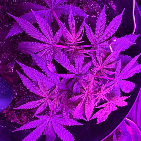 Mimosa growlog timeline photo