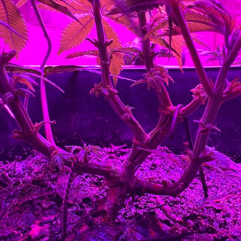 Mimosa growlog timeline photo