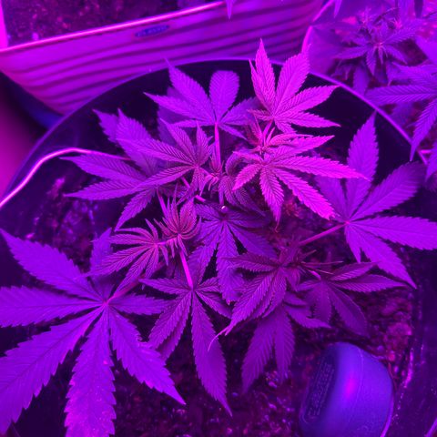 Mimosa growlog timeline photo