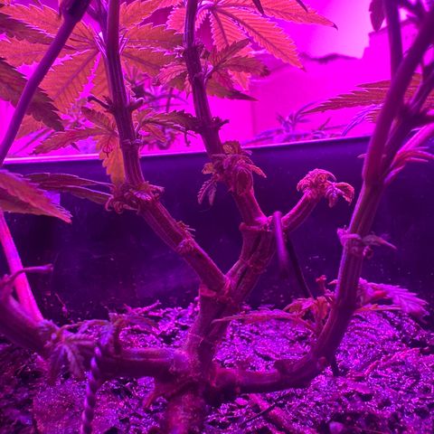 Mimosa growlog timeline photo