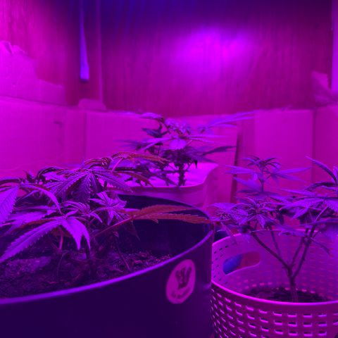 Mimosa growlog timeline photo