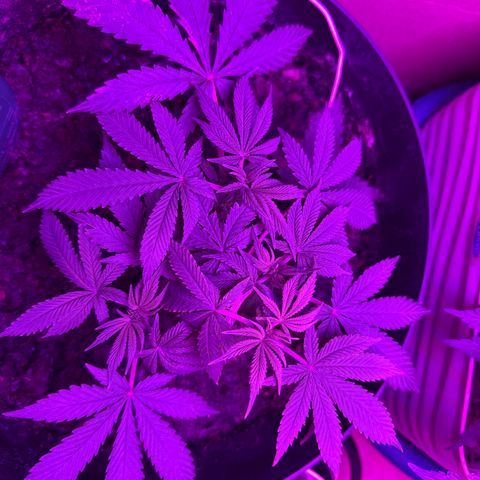 Mimosa growlog timeline photo