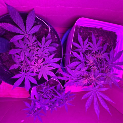 Mimosa growlog timeline photo