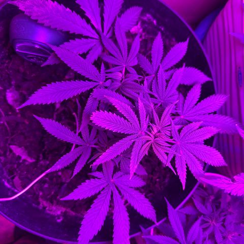 Mimosa growlog timeline photo
