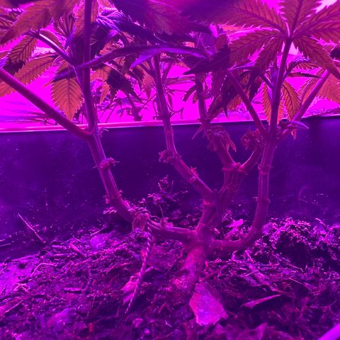 Mimosa growlog timeline photo
