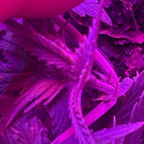 Mimosa growlog timeline photo
