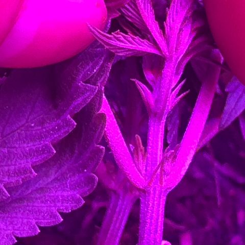 Mimosa growlog timeline photo