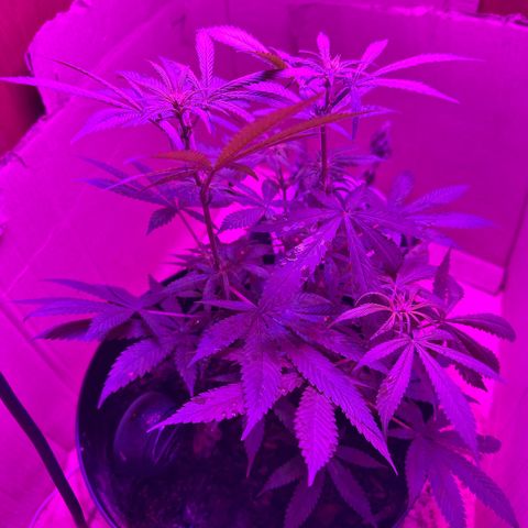 Mimosa growlog timeline photo