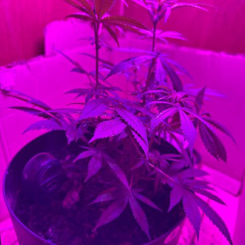 Mimosa growlog timeline photo