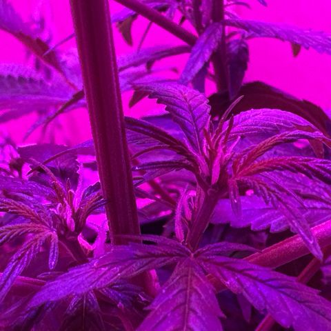 Mimosa growlog timeline photo