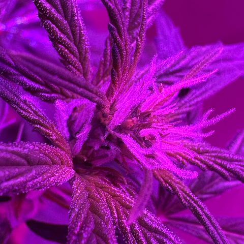Mimosa growlog timeline photo