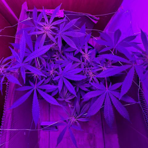 Mimosa growlog timeline photo