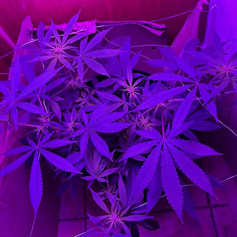 Mimosa growlog timeline photo