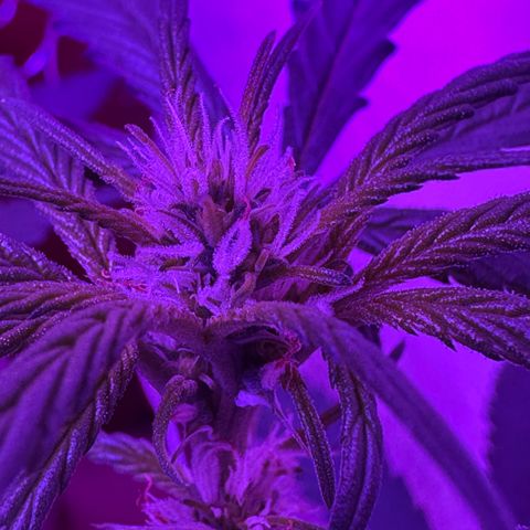Mimosa growlog timeline photo