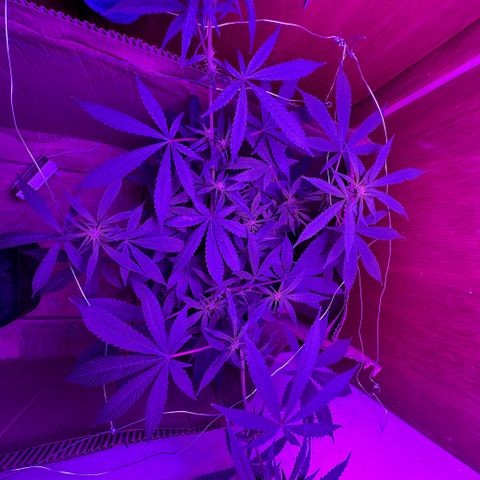 Mimosa growlog timeline photo