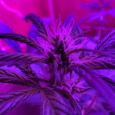 Mimosa growlog timeline photo