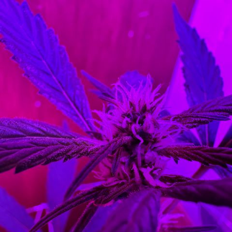 Mimosa growlog timeline photo