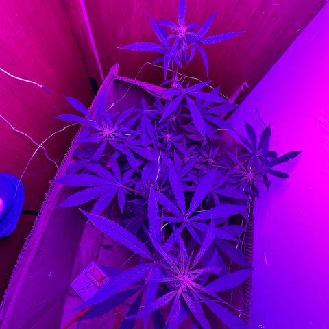 Mimosa growlog timeline photo
