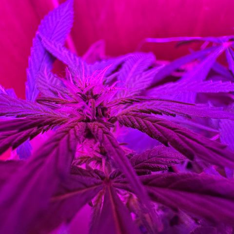 Mimosa growlog timeline photo