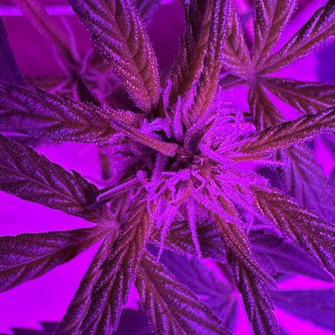 Mimosa growlog timeline photo