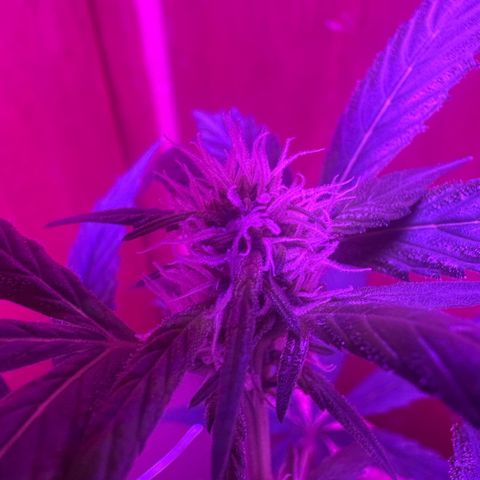 Mimosa growlog timeline photo