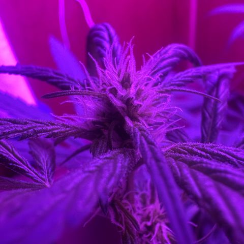 Mimosa growlog timeline photo