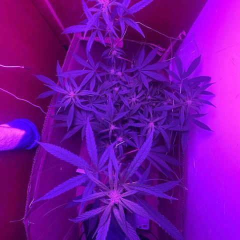 Mimosa growlog timeline photo