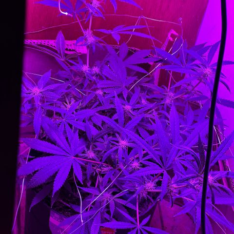 Mimosa growlog timeline photo