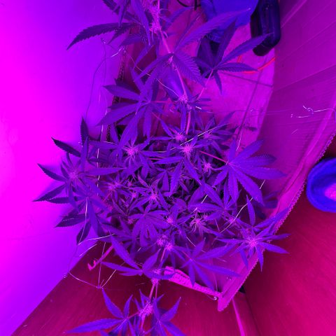 Mimosa growlog timeline photo