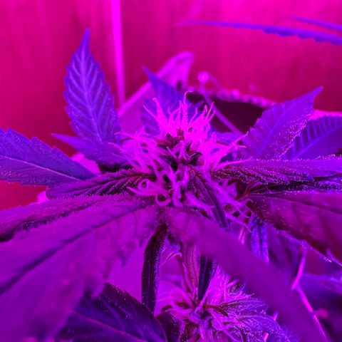 Mimosa growlog timeline photo