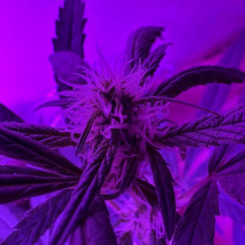 Mimosa growlog timeline photo