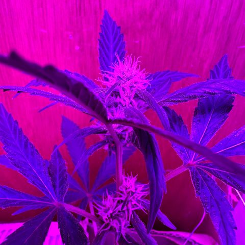 Mimosa growlog timeline photo