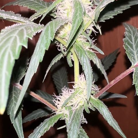 Mimosa growlog timeline photo