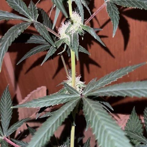 Mimosa growlog timeline photo