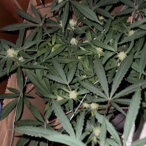 Mimosa growlog timeline photo