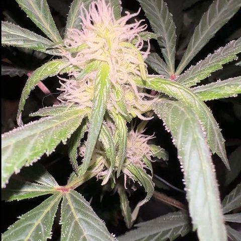Mimosa growlog timeline photo