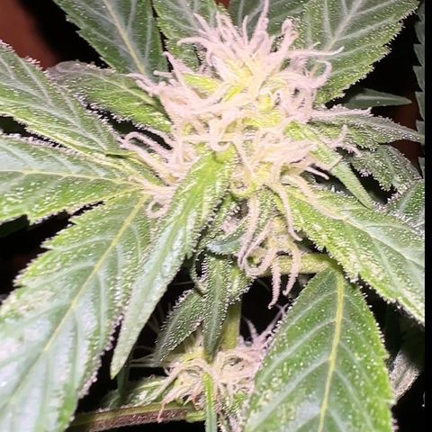 Mimosa growlog timeline photo