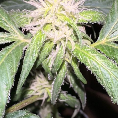 Mimosa growlog timeline photo