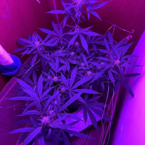 Mimosa growlog photo: Fue a las 12 10 de la noche 
