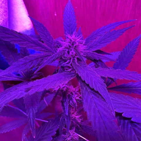 Mimosa growlog photo: Fue a las 12 10 de la noche 