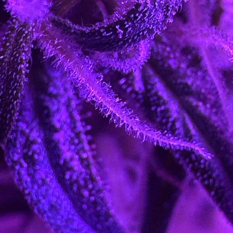 Mimosa growlog photo: Fue a las 12 10 de la noche 