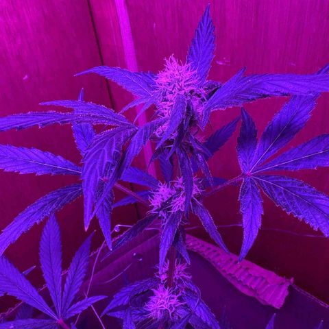 Mimosa growlog photo: Fue a las 12 10 de la noche 