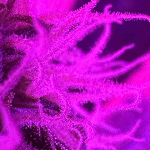 Mimosa growlog photo: Fue a las 12 10 de la noche 