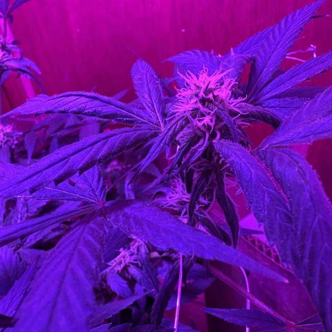 Mimosa growlog photo: Fue a las 12 10 de la noche 