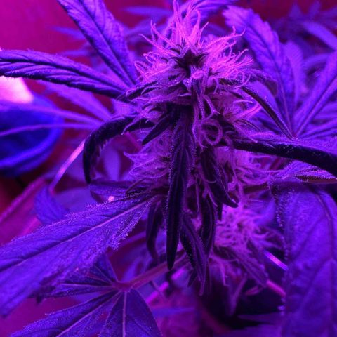 Mimosa growlog photo: Fue a las 12 10 de la noche 