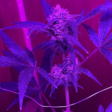 Mimosa growlog timeline photo