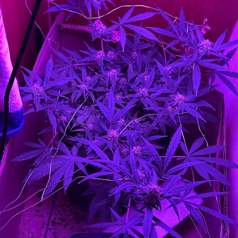 Mimosa growlog timeline photo