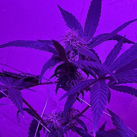 Mimosa growlog timeline photo