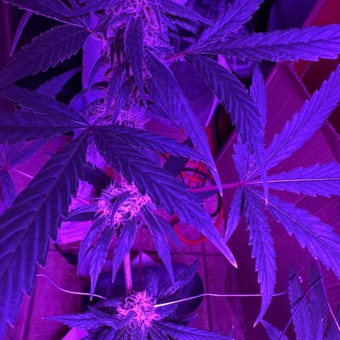 Mimosa growlog timeline photo