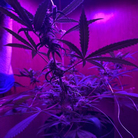 Mimosa growlog timeline photo